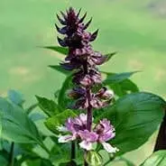 Sacred Licorice Root