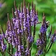 Egyptian Blue Vervain